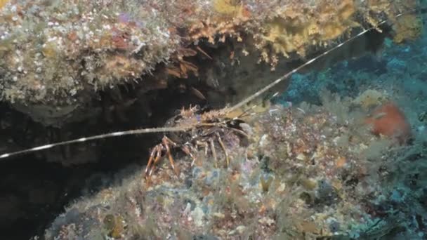 Homard Épineux Dans Une Crevasse Sous Marine Afrique Sud — Video