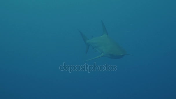 Oceanic Blacktip Shark Open Water Shot Water Afrique Sud — Video