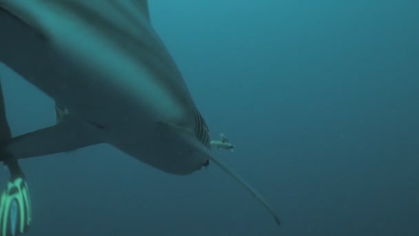 Tiburón Con Anzuelo Nada Alrededor Scubadiver Cerca Sudáfrica — Vídeos de Stock