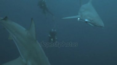 Okyanus köpekbalıkları Scubadivers açık Okyanusu, Güney Afrika bir grup karşılamak