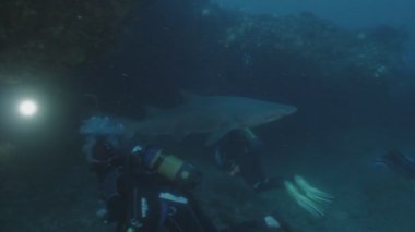 Büyük yırtık pırtık diş köpekbalığı sualtı mağara, Güney Afrika için ile yakın temas