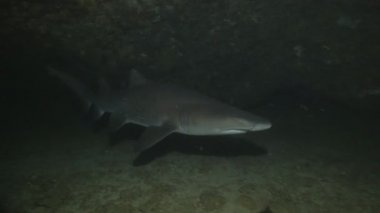 Büyük köpek balığı çarpmak, kamera gövdesi sualtı mağarasında, Güney Afrika