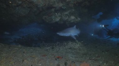 Köpekbalıkları grup su altında mağara, bazı dalgıçlar arka planda, Güney Afrika