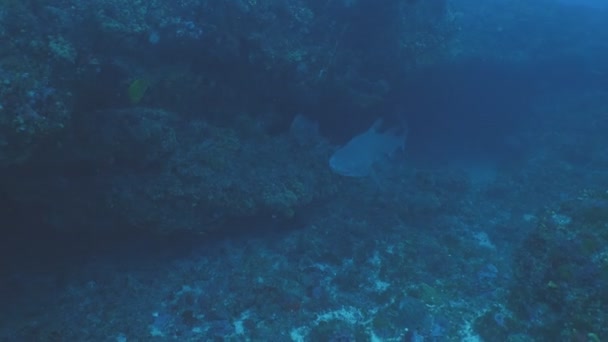 参差不齐的牙鲨鱼通过接近照相机 水下射击 — 图库视频影像