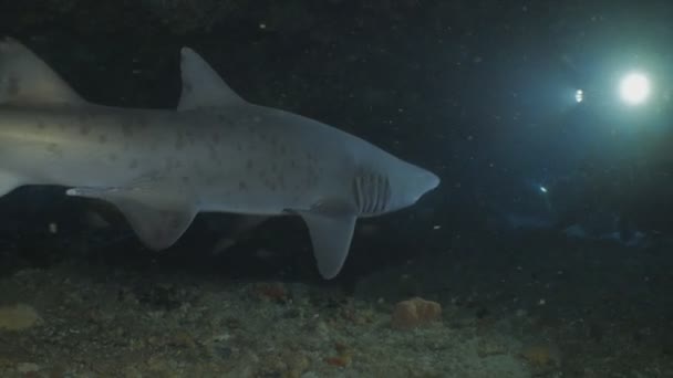 Cápa Találkozik Egy Csoport Víz Alatti Videósok Barlangban Dél Afrikai — Stock videók