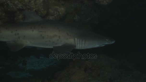 Cercano Acercamiento Grey Nurse Sharks Cueva Submarina Sudáfrica — Vídeos de Stock