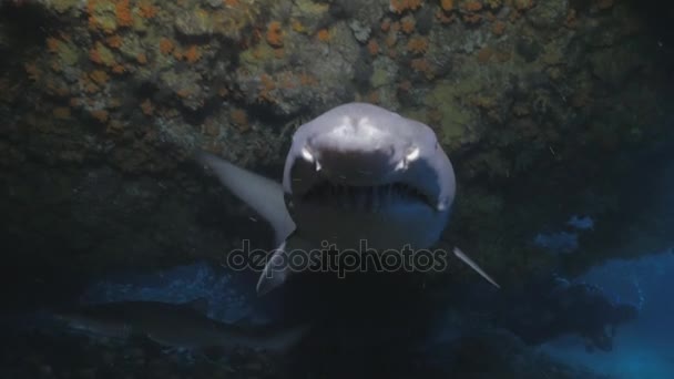 Nagyon közel találkozás nagy cápa, a víz alatti barlang, Dél-afrikai Köztársaság