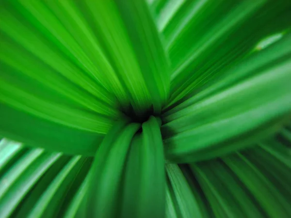 Folhas verdes estilo fundo abstrato fresco — Fotografia de Stock