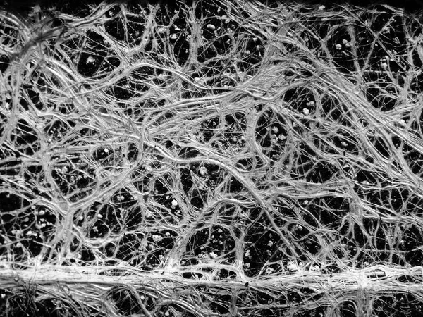 De wortels van de plant als een neuraal netwerk — Stockfoto