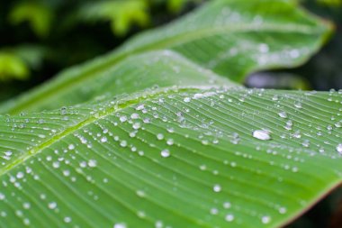 Taze yeşil dokulu muz yaprak yağmur damlaları için doğal arka plan ile yakın çekim