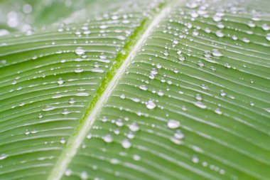 Taze yeşil dokulu muz yaprak yağmur damlaları ile doğal arka plan için seçici odak ile yakın çekim