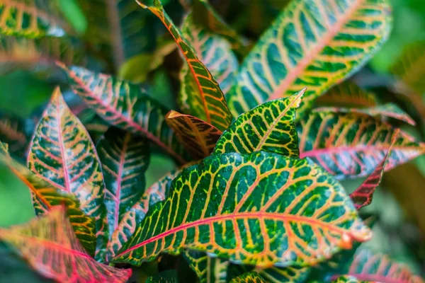 Bunte Croton Blätter für den Hintergrund — Stockfoto