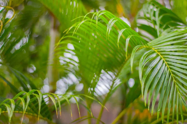 Frische grüne strukturierte Bananenblätter mit Regentropfen für natürlichen Hintergrund aus nächster Nähe — Stockfoto