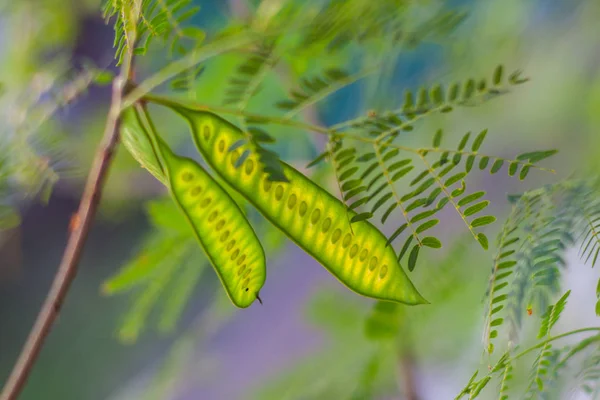 Kolorowe świeży kwiatowy niewyraźne tło zielony akacja seedpod — Zdjęcie stockowe