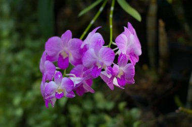 vahşi mor orkide. yeşil yaprakları ile mor çiçek şube