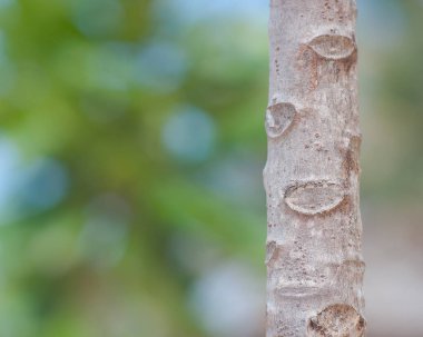 Kopyalama alanı renkli bulanık bokeh palmiye ağaç arka plan ve bir tropik ağaç gövdesi