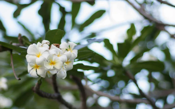 Egy sor fehér és sárga plumeria frangipáni virágok a fán, Thaiföld. A bokeh közelről — Stock Fotó
