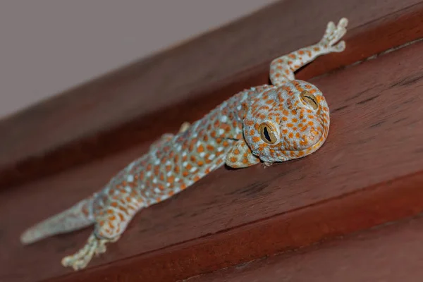 Tokay gecko gekko tokee, lagarto azul e laranja sentado em uma parede de madeira e sorrindo — Fotografia de Stock