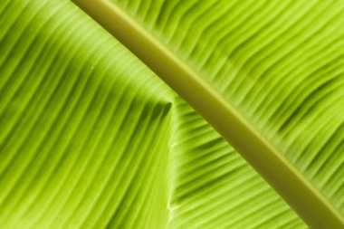 dokulu parlak taze muz yaprak closeup için arka plan arka ışık ile