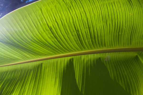 Closeup de folha brilhante banana fresca para plano de fundo com luz de fundo com textura — Fotografia de Stock