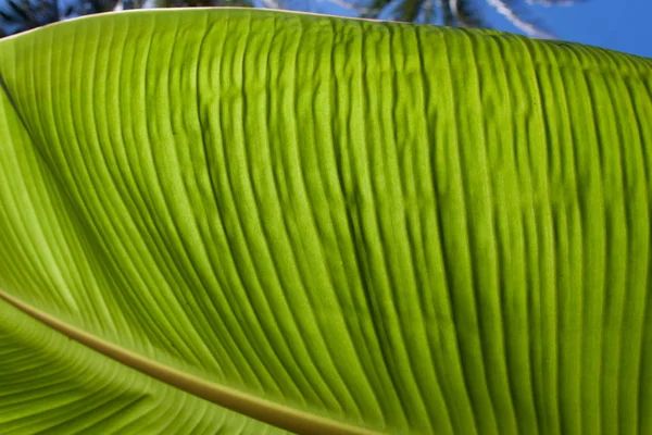 Closeup de folha brilhante banana fresca para plano de fundo com luz de fundo com textura — Fotografia de Stock
