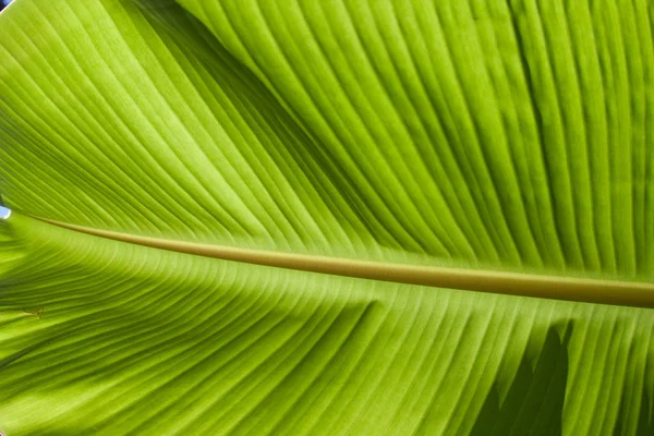 Strukturierte helle frische Bananenblatt-Nahaufnahme für Hintergrund mit Hintergrundbeleuchtung — Stockfoto