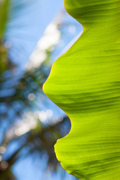 Closeup de folha brilhante banana fresca para plano de fundo com luz de fundo com textura — Fotografia de Stock