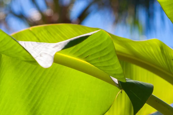 Closeup de folha brilhante banana fresca para plano de fundo com luz de fundo com textura — Fotografia de Stock