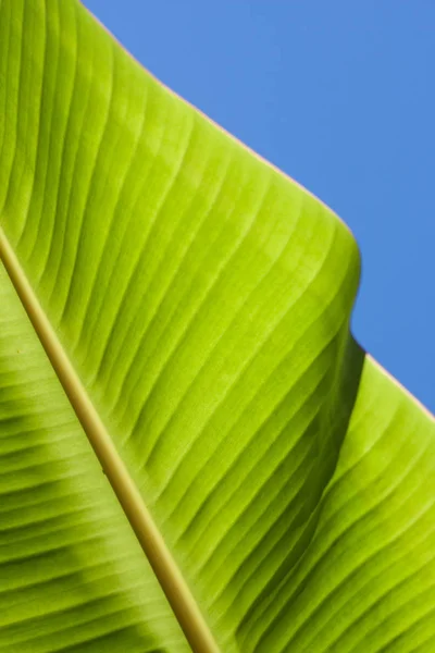 Strukturierte helle frische Bananenblatt-Nahaufnahme für Hintergrund mit Hintergrundbeleuchtung — Stockfoto