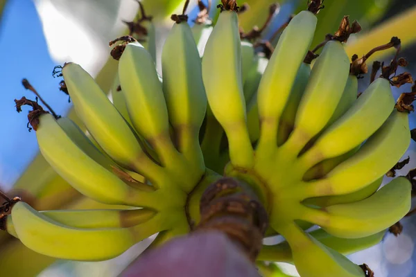 Cacho de bananas crescendo em closeup de árvore de banana — Fotografia de Stock