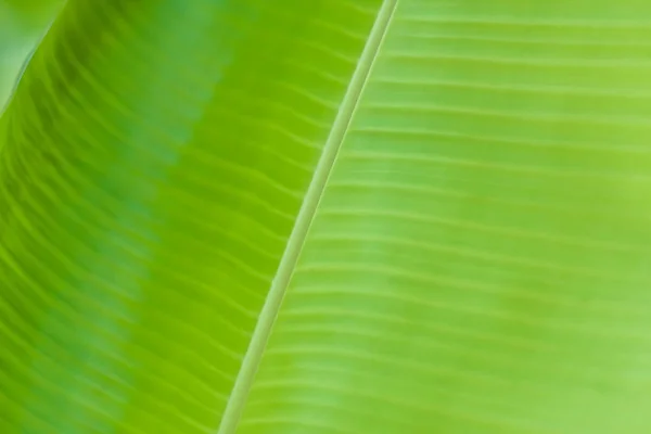 Texturizado suave folha de banana fresca closeup para fundo — Fotografia de Stock