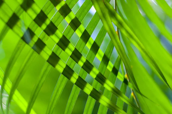 Kokospalmenblätter gekreuzt für natürlichen Hintergrund oder Textur mit Hintergrundbeleuchtung. Sonnenlicht durch die Blätter. Selektiver Fokus — Stockfoto