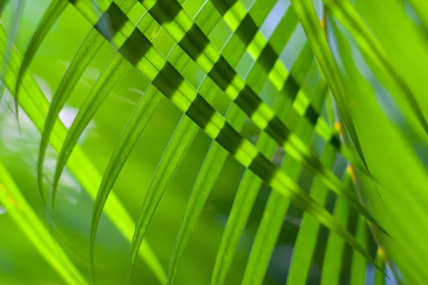 Kokospalmenblätter gekreuzt für natürlichen Hintergrund oder Textur mit Hintergrundbeleuchtung. Sonnenlicht durch die Blätter. Selektiver Fokus — Stockfoto