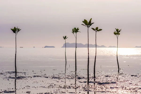 Молодые ростки мангровых деревьев в море или болота на закате в Таиланде, Азия — стоковое фото