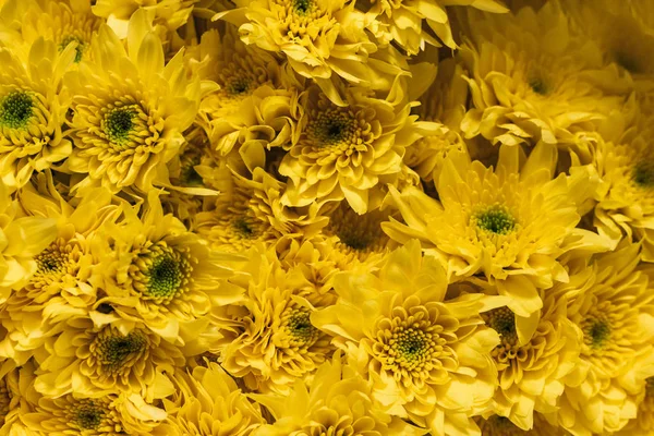 Sárga chrysantemums közelről virágos háttér. Lágy fókusz — Stock Fotó