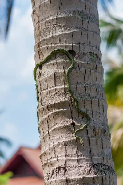 Cobra da árvore dourada ou crisopelea ornata escalada no tronco do coqueiro, com uma casa viva no fundo, perto da víbora do poço — Fotografia de Stock