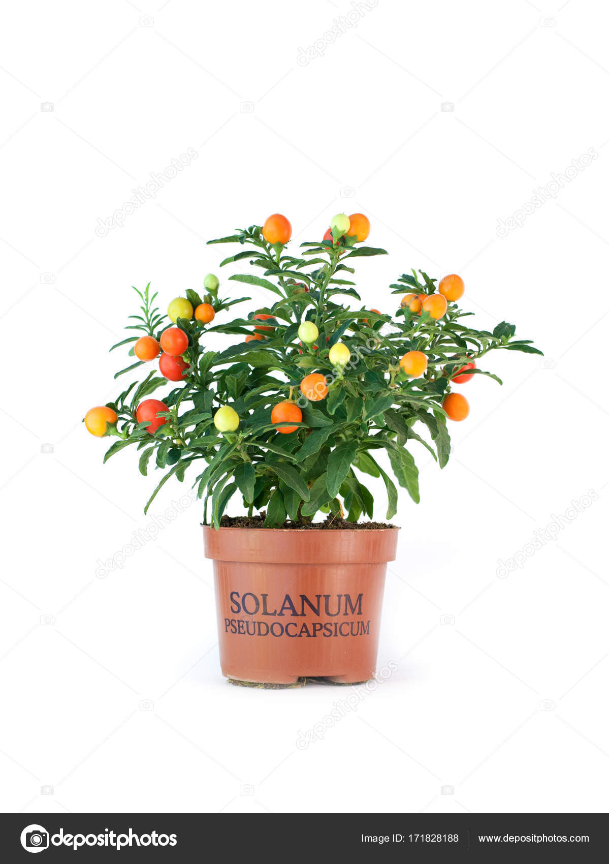 Fruiting Solanum Pseudocapsicum On White Background Winter Cherry Isolated Stock Photo By C Oddonatta Gmail Com