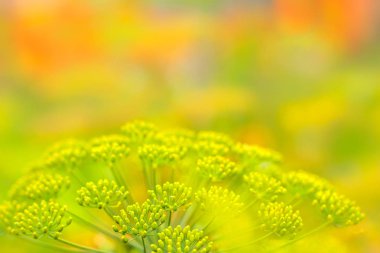 Baharat mutfak bahçede çiçek açan dereotu çiçeklerin kapatın. Metin kopyalama yeri olan yeşil renkli bokeh arka plan üzerinde taze rezene çiçekleri. Seçici odak