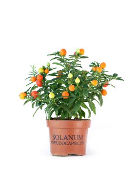 Beyaz arka plan üzerinde meyve Solanum pseudocapsicum. Kış izole kiraz.