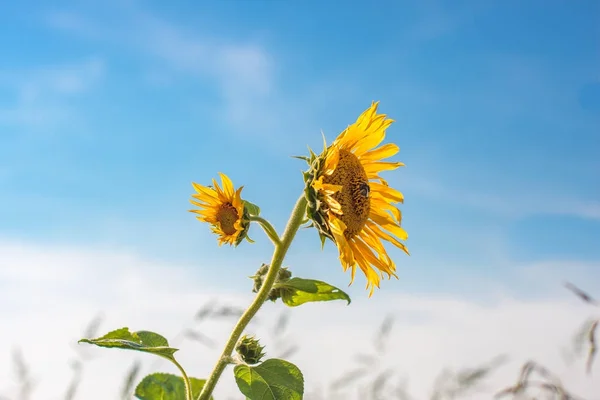 Primer plano de un solo girasol salvaje con dos espigas de flores en la luz de fondo permaneciendo en el viento, cielo azul —  Fotos de Stock