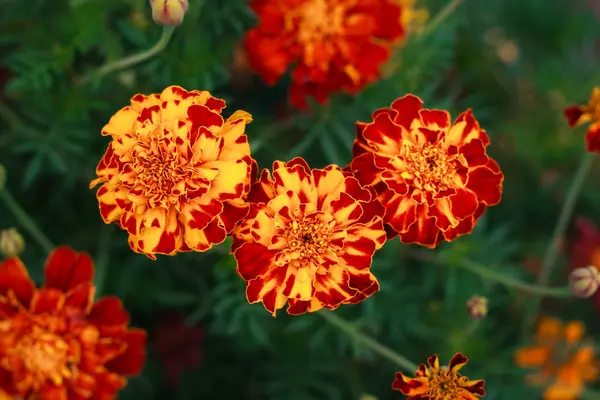 Caléndulas en el jardín. Campo de flores de caléndula Tagetes erecta, caléndula mexicana, caléndula azteca, caléndula africana —  Fotos de Stock