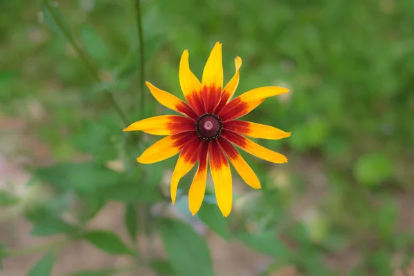 Enkelvoudige bloem van Rudbeckia summerina op een groene achtergrond in de tuin, lat. Rudbeckia Hirta. Een populaire sier plant. Close-up van de mooie bloem — Stockfoto