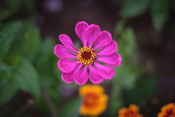 Jasný barevný detail jednoho fialový krásný květ cínie elegance nebo růžové společné cínie v zahradní, horní pohled na zelené listy bokeh pozadí — Stock fotografie