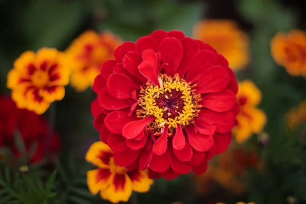 Brillante colorido primer plano de una hermosa flor roja de la elegancia zinnia o zinnia común en el jardín, vista superior, sobre las hojas verdes y caléndulas fondo bokeh —  Fotos de Stock