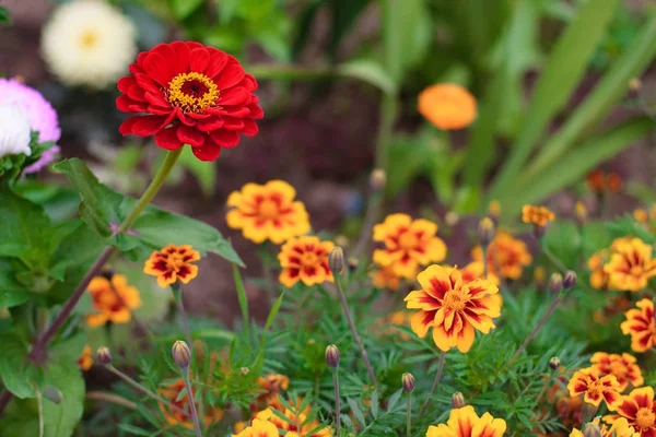 Brillante colorido primer plano de una hermosa flor roja de la elegancia zinnia o zinnia común en el jardín, vista superior, sobre las hojas verdes y caléndulas fondo bokeh —  Fotos de Stock