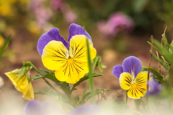 Flor de pansy violeta, primer plano de viola tricolor en el jardín de primavera o verano —  Fotos de Stock