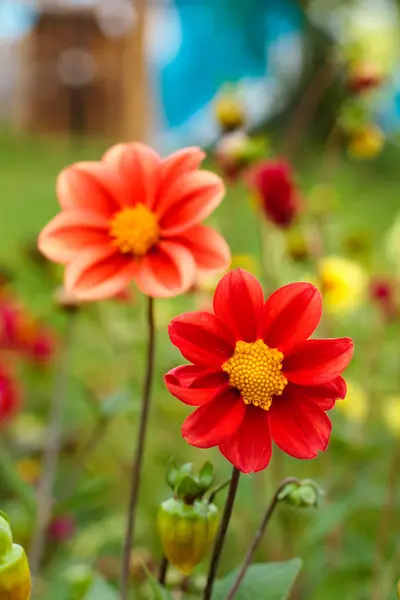 Increíble hermoso fondo bokeh con flores de dalia de color rojo brillante o rosa o coral. Un colorido jardín de naturaleza floral —  Fotos de Stock