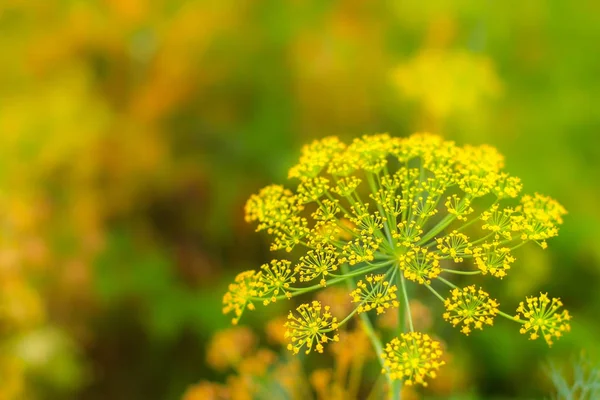 Primer plano de flores florecientes de eneldo en el condimento huerto. Floraciones frescas de hinojo en el fondo verde bokeh colorido con el espacio de copia para el texto —  Fotos de Stock