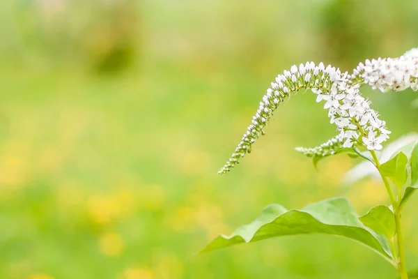 Flores blancas tiernas y suaves en el jardín en el fondo borroso verde y el espacio de copia para el texto. Tarjeta de vacaciones de primavera o verano —  Fotos de Stock