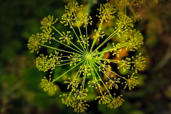 Närbild av blommande dill blommor i kryddningen köksträdgård. Färsk fänkål blommor på den suddig bakgrunden. Selektivt fokus — Stockfoto